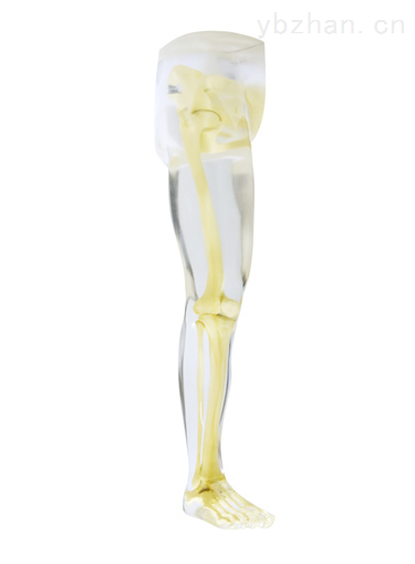 American RSD phantom complete thigh and hip joint model phantom image