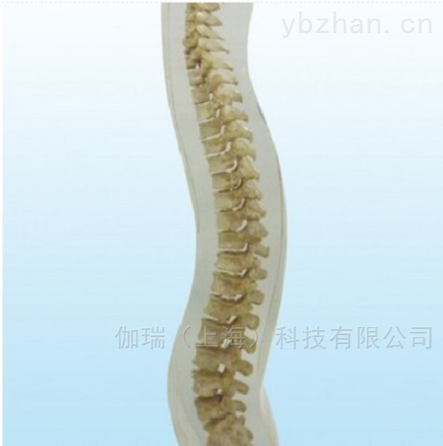 德国夸特QUART  X射线脊柱模体