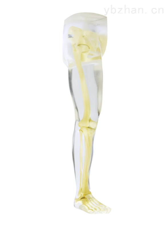American RSD phantom complete thigh and hip joint model phantom image 2