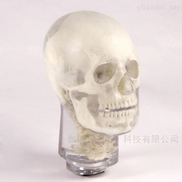 德国夸特QUART牙科X射线头部模体