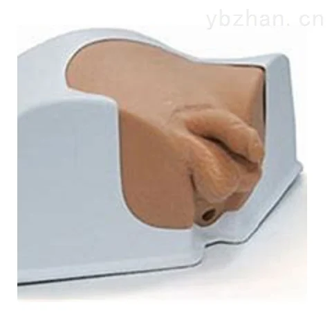 美国CIRS 048A男性骨盆模体产品图片
