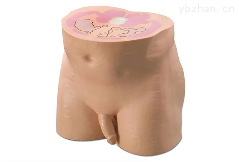 CIRS 801-P男性仿真骨盆模体图片 2