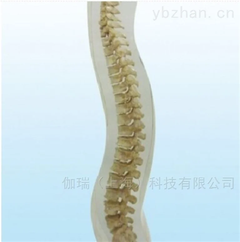 德国夸特QUART  X射线脊柱模体图片 2