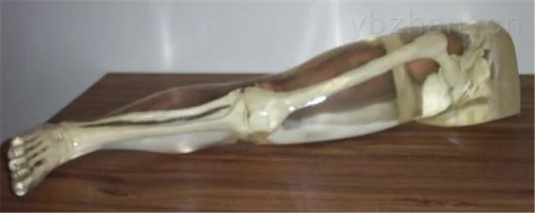 American RSD phantom complete thigh and hip joint model phantom image 3