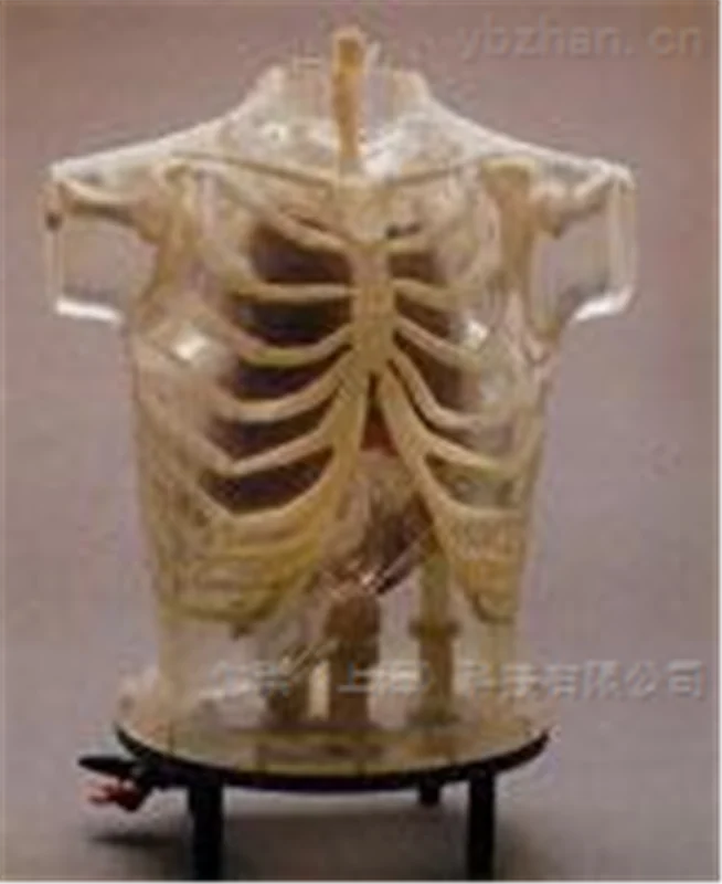 美国RSD模体 心脏和胸部模体图片 3