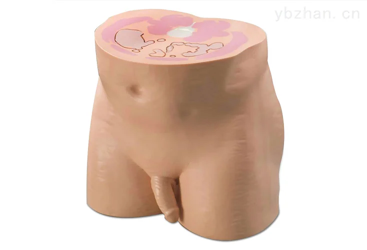 CIRS 801-P男性仿真骨盆模体产品图片