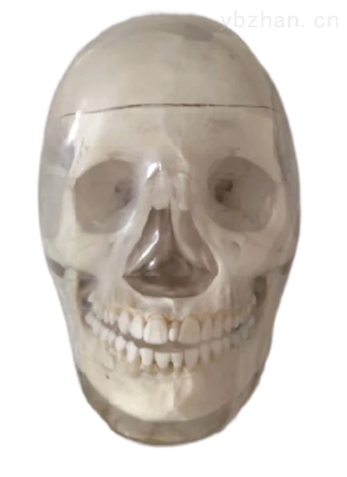 KR602 adult skull phantom