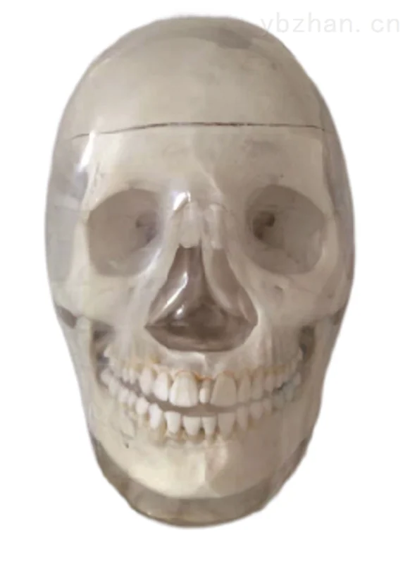 KR602 adult skull phantom image 2