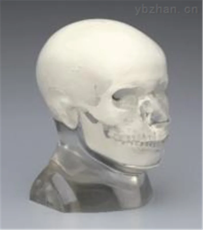 American RSD phantom with cervical vertebra head model image 3