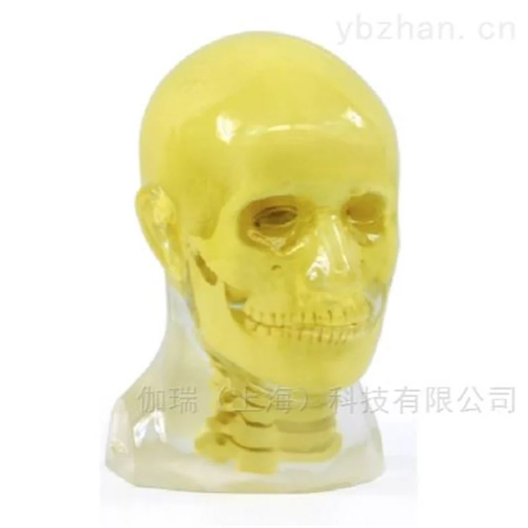 美国RSD模体 透明头部模型图片 6