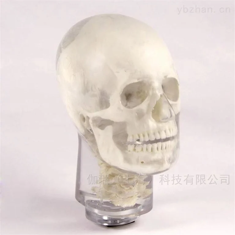 德国夸特QUART牙科X射线头部模体图片 2
