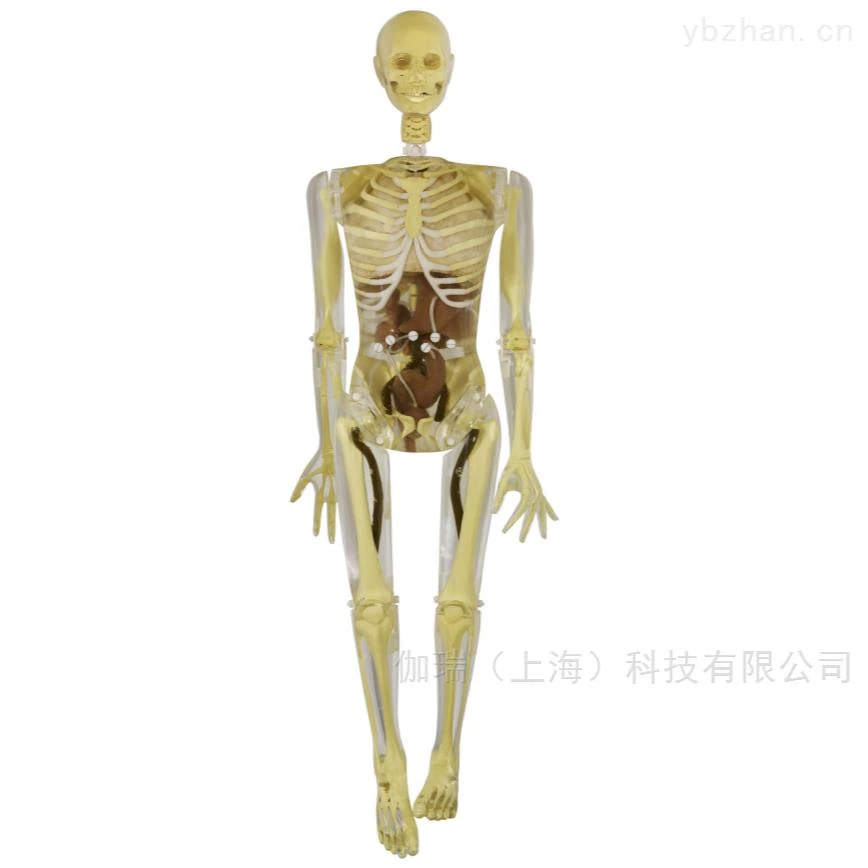 American RSD RS-103T full body human body model image