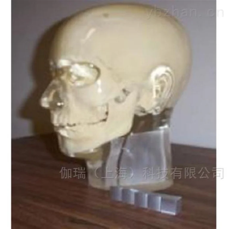 美国RSD模体 透明头部模型图片 2